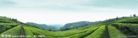 茶山风光