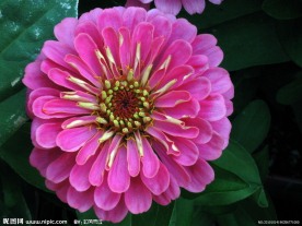 茶花