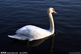 天鹅