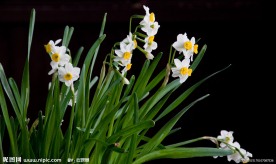 水仙花