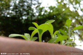 植物发芽了