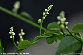 小野花