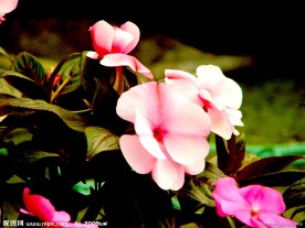 凤仙花