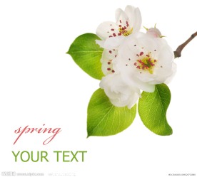 花卉花朵高清图片