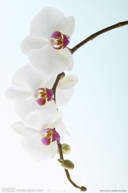 花朵图片