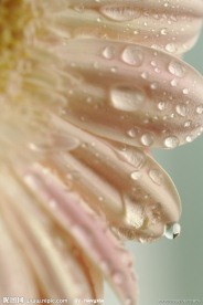 花朵图片