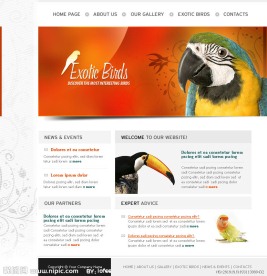 国外精美鹦鹉网站模板（PSD HTML）