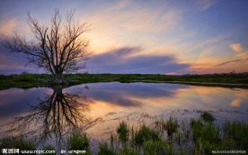 自然景观 摄影图库 高清桌面 枯枝