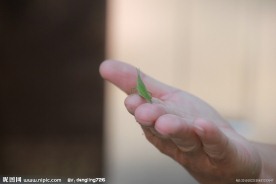 歇息在手上的蚱蜢