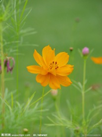 硫华菊