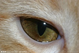 猫眼