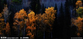 新疆喀纳斯秋色