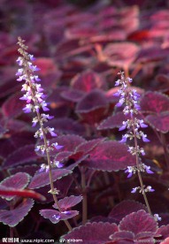 热带雨林植物彩叶草