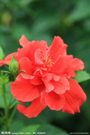 大红花扶桑