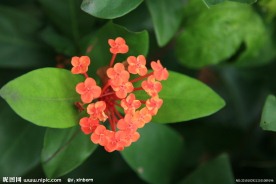 雨林植物大叶龙船花