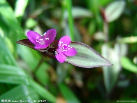 热带植物吊竹梅鸭趾草
