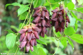 热带植物蝶形花科的葛藤类