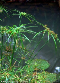 热带植物风车草