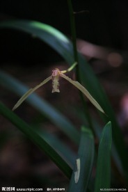 热带雨林植物国兰