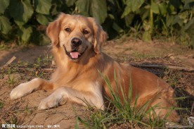 金毛犬