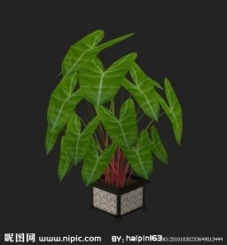 植物