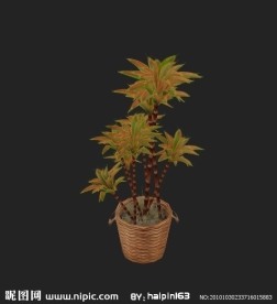 植物
