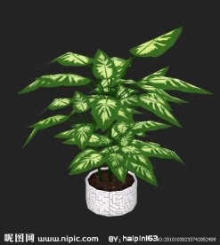 植物