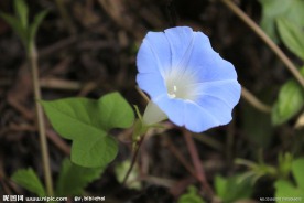 牵牛花