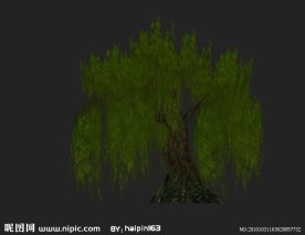 柳树