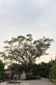 村口老榕树