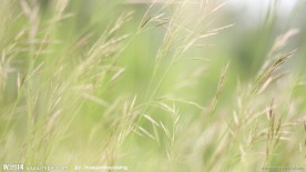 狗尾巴草