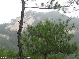 黄山松树