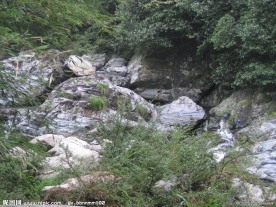 黄山松树