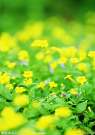 喇叭花