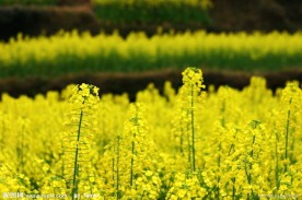 婺源油菜花