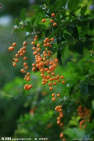 黄心梅