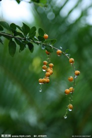 黄心梅