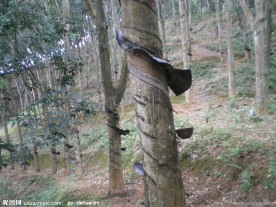 橡胶树