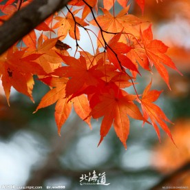 北海道红叶