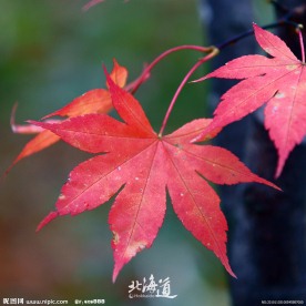 北海道红叶