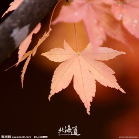 北海道红叶