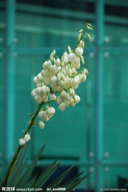 棕榈