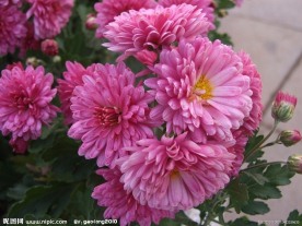 千头菊