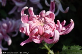 菊花展菊花