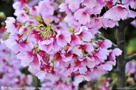 花束
