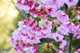 花团锦束