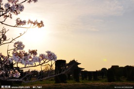 夕阳与樱花