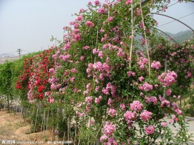 花廊近景