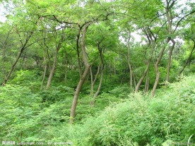 山林