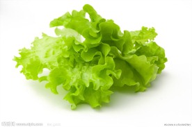 生菜